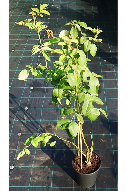 Троянда в’юнка Голден Гейт в горщику 3 л